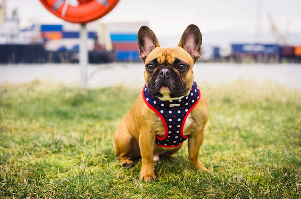 ‘Puppy Love’ (Navy/Red) Reversible Harness