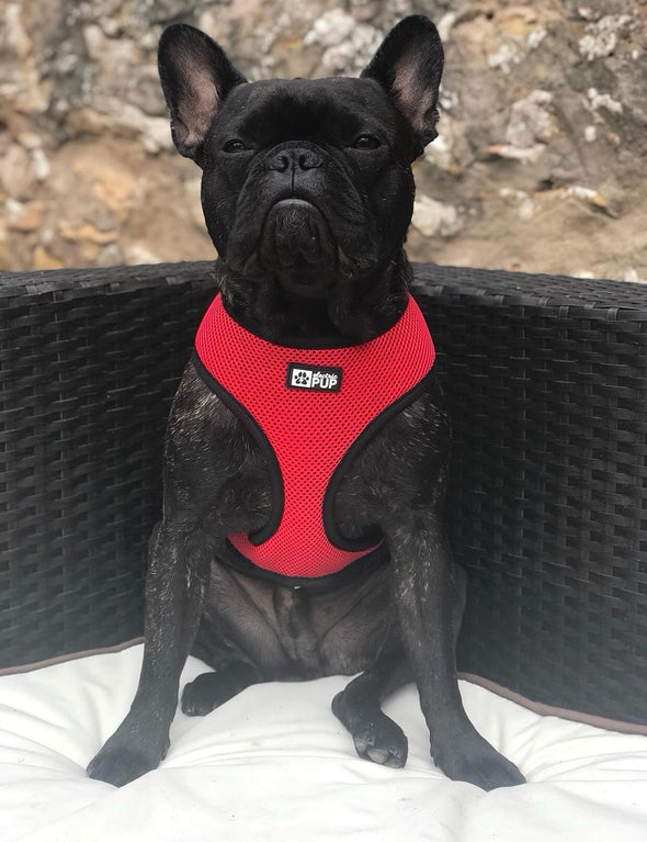 Black/Red Reversible Harness